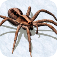 ֩ģ׿v1.0(Spider Simulator)