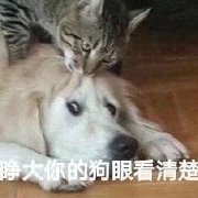 睁大你的狗眼表情包-看朋友圈不点赞当场抓获表情包