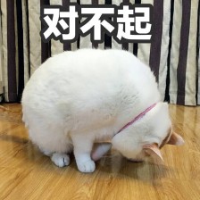 萌猫道歉带字表情包