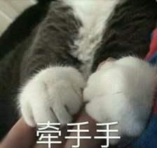 猫爪给我五块钱表情包