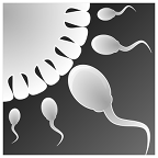 Sperm Simulator(ģ׿)