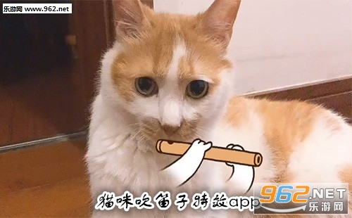 猫咪吹笛子特效在哪里 抖音猫咪吹笛子特效怎么弄