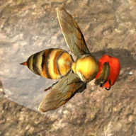 Bee Nest Simulation 3D(䳲ģ3D׿)