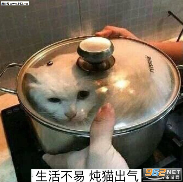 生活不易炖猫出气表情包