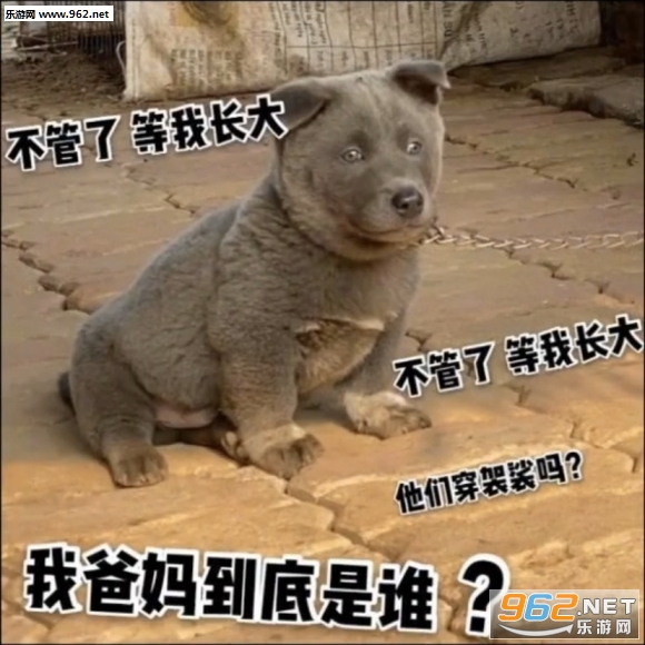 英短蓝狗表情包