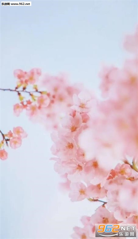 樱花手机壁纸高清唯美