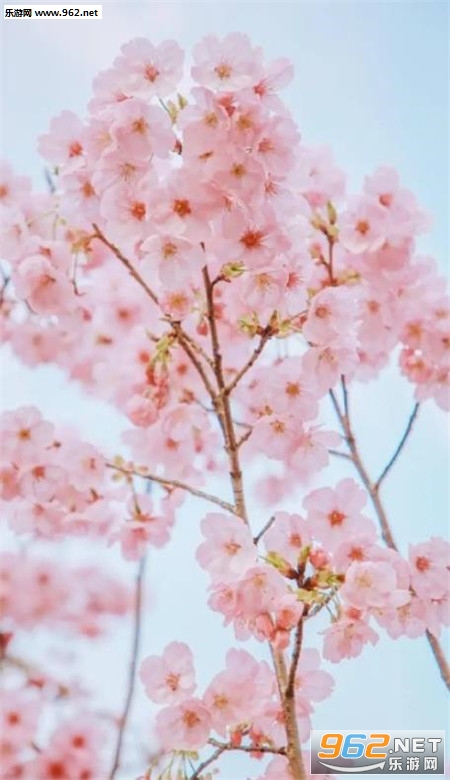 樱花手机壁纸高清唯美