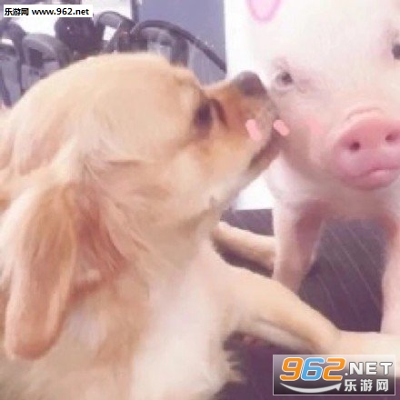 狗亲猪的表情包情侣头像图片-向你求婚同意一下的表情