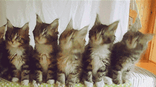 三只小猫蹦迪表情包