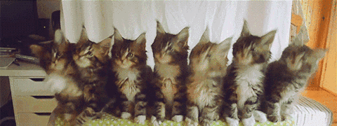 一排小猫点头的表情包gif无水印