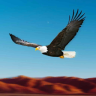 Birds Race Simulator: Eagle Race Game(ӥģϷ)