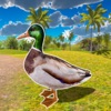 飞行鸭子生活模拟器游戏 手机版 v1.0