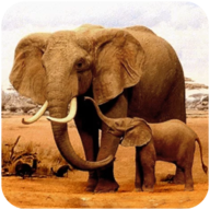 The Elephant大象模拟器 v1.0.6 最新版