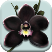 The Black Orchidİ