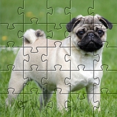 Pugs Jigsaw Puzzle(͹ƴͼֻϷ)
