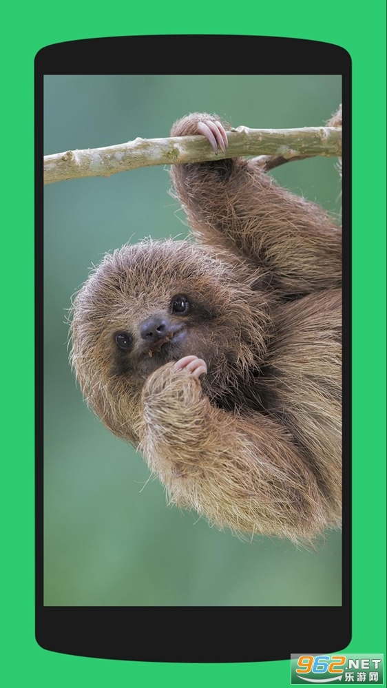 Sloth Wallpaper(ֽapp)v1.1 (4K)ͼ4