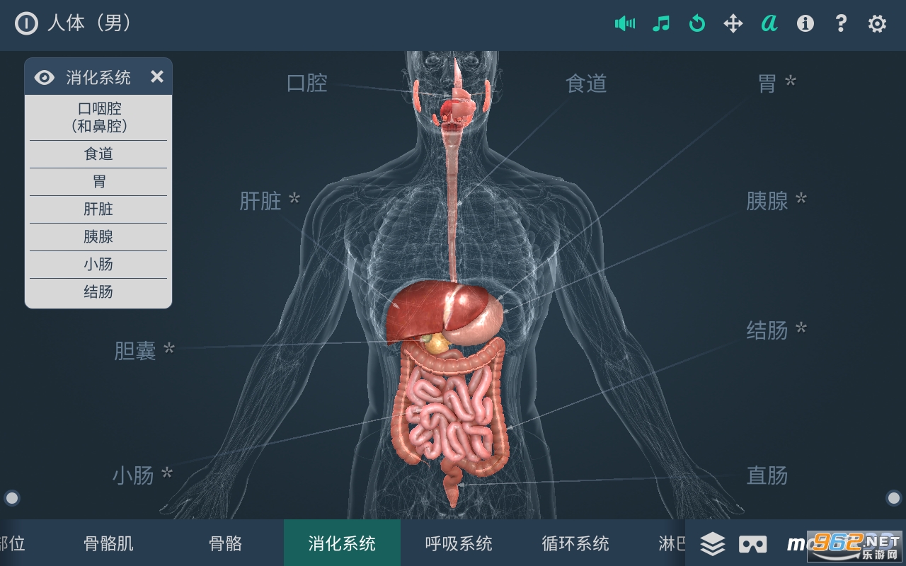 Human body (male)(ϵͳ3dİ)v1.24 app()ͼ2