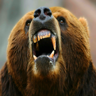 Hungry Bear(饥饿的攻击熊模拟器)