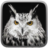 Owl Hunting Journey(èͷӥ֮)