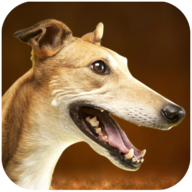 ʨģ(Greyhound Dog Simulator)