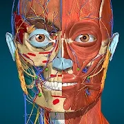 Anatomy Learning破解版 v2.1.351 完整版