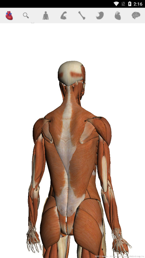 Bodyȸֻv1.2 °ͼ3