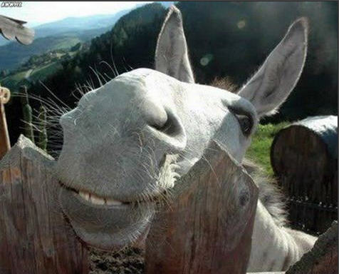 表情很丰富 前所未见的动物发笑图