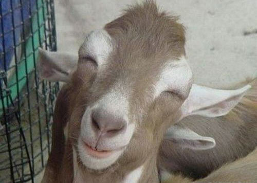 表情很丰富 前所未见的动物发笑图