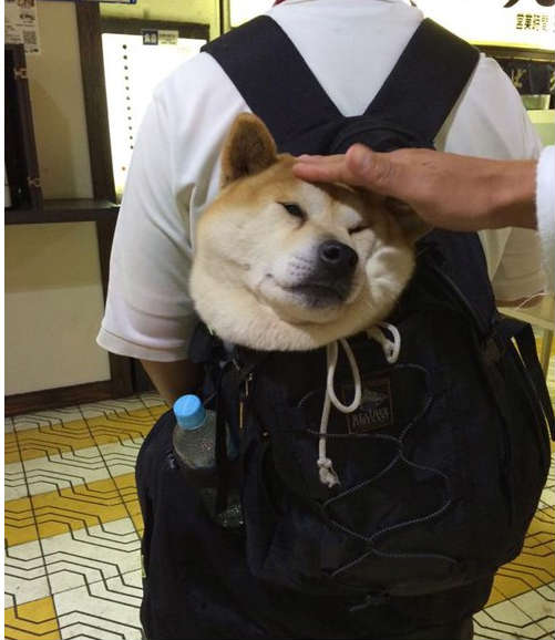 笑摸狗头