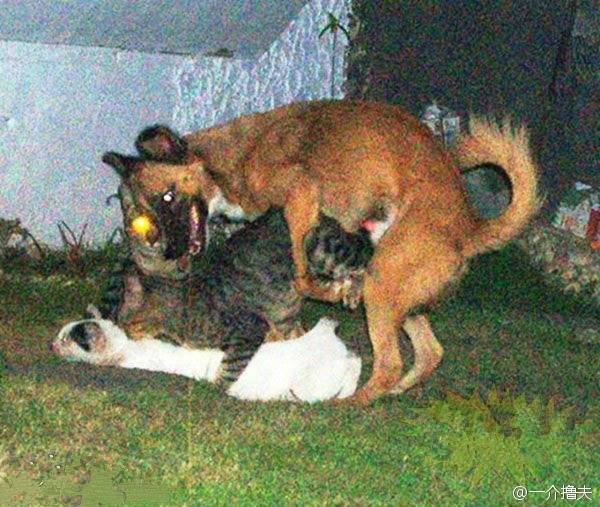 每日搞笑囧图(2月19日) 江湖上有头有脸的人物沦落到跳广场舞